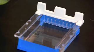 How To Cast an Agarose Gel [upl. by Synn]