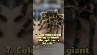 Top 10 Worlds Largest Giant Spiders in the World [upl. by Aenad]