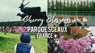 Cherry blossoms in Parc de Sceaux France contentcreator travel riavelasco [upl. by Roldan]