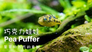 喜欢吃蜗牛的巧克力娃娃 The cutest fish youll ever see the pea puffer [upl. by Ettenrahc]