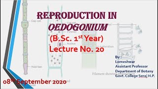 PlantBiodiversityReproduction in Oedogonium [upl. by Donia]