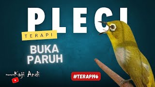 Terapi Efektif untuk Pleci Menjamin Burung Gacor dengan Mudah [upl. by Voe]