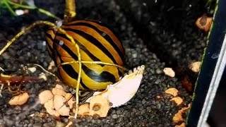 Neritina natalensis Nerite snails [upl. by Tynan356]