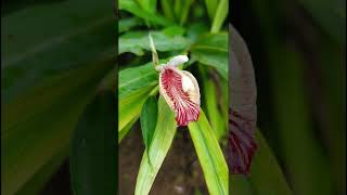 Alpinia calcarata Zingiberaceae family trending nature flora forests forest [upl. by Hoeg]