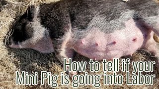 The 12 days of Farrowing  How to tell when your mini pig is about to go into labor [upl. by Maureene950]