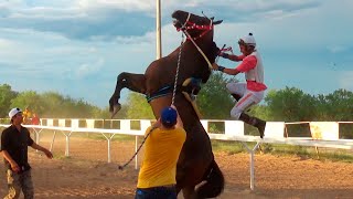 Carreras de Caballos en los Mezquites 11 de Agosto 2021 [upl. by Annahsat62]