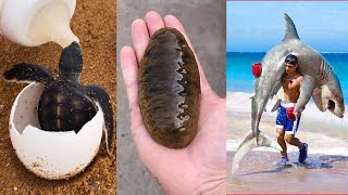 Catching Seafood 🦂🦀🐙 ASMR Relaxing 🦈Catch Shark 🐟 Catch Fish 🐠Deep Sea Monster Tik Tok 1007 [upl. by Kosse]