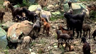 Pashmina goats in the hills of Kashmir [upl. by Eidolem826]