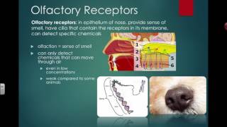 Olfactory Receptors IB Biology [upl. by Bela]