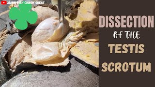 DISSECTION OF THE TESTIS  SCROTUM [upl. by Sauncho667]