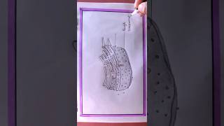 How To Draw Rough Endoplasmic Reticulum drawing howtodraw shortsvideo shortsviral [upl. by Ciapha]