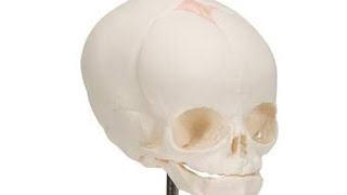 Understanding the Fetal Skull Anatomy for community midwifery [upl. by Cole]