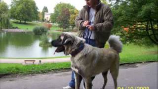 Kangal vs Pitbull New Fight 09 [upl. by Marvella]