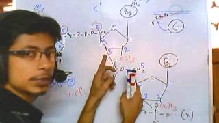 RNA modifications 5 prime cap [upl. by Basil]