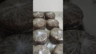 Milky Mushroom ki kheti মাশরুম Milky Mushroom [upl. by Eidur]