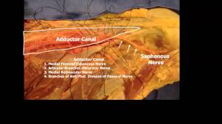 Saphenous Nerve Above the Knee [upl. by Trebmal]