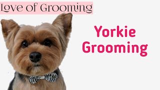 Grooming a Yorkshire Terrier for Easy Maintenance [upl. by Enomrej607]