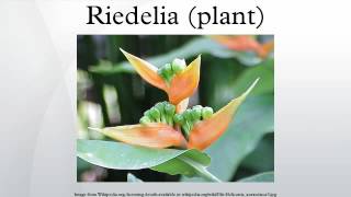 Riedelia plant [upl. by Iridis]