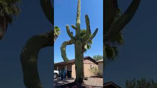 Homeowner records collapse of saguaro that had been outside home for nearly 50 years shorts [upl. by Calderon511]