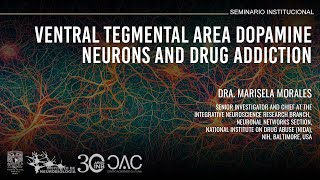 Ventral tegmental area dopamine neurons and drug addiction [upl. by Boleyn]