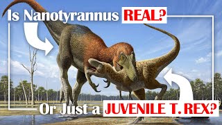 Is Nanotyrannus Real or Just a Juvenile T rex [upl. by Airlia466]