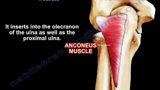 Anatomy Of The Anconeus Muscle  Everything You Need To Know  Dr Nabil Ebraheim [upl. by Moseley]