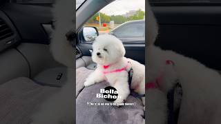 Bella Bichons Day at Doggie Daycare A TailWagging Adventure [upl. by Tiphany]