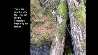 A common pipistrelle tree roost in Cumbria [upl. by Edin]