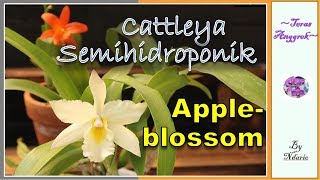 CATTLEYA SEMIHIDROPONIK Jackfowlieara Iwanagara Appleblossom Hihimanu [upl. by Kitchen703]