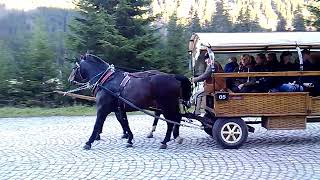 Zakopane Polands Hidden Mountain Gem horse [upl. by Ativla]