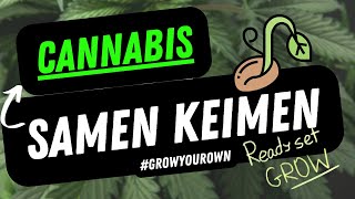 Cannabis Samen keimen lassen So klappt es easy growyourown [upl. by Doehne]