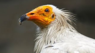 Стервятник Neophron percnopterus  Egyptian Vulture  Film Studio Aves [upl. by Zeni]