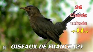 CHANTS dOISEAUX de FRANCE 2  Identifier 26 chants doiseaux [upl. by Etz797]