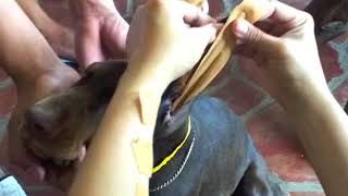 How To Tape Dobermann Ears [upl. by Achorn]