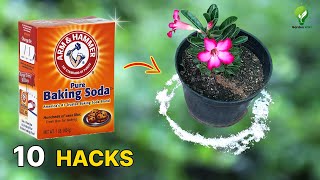 Unleash the Power of Baking Soda in Your Garden 10 Magical Garden Hacks [upl. by Ydor]