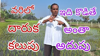 వరిలో దారుక కలుపుఇది కొడితే అంతా అదుపుpaddy successful herbicideNovixidby karshakanestham [upl. by Isidora413]