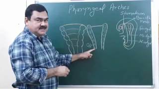 Pharyngeal Arches Part 610 by Dr A K Singh [upl. by Eelyme]