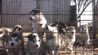 alaskan malamute puppies howling [upl. by Heer]