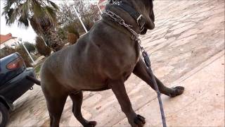 The Neapolitan Mastiff Italian Mastino [upl. by Vitus]