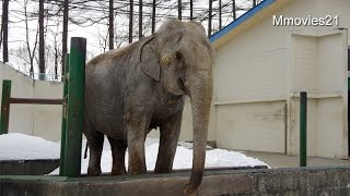 Obihiro Zoo in winter冬のおびひろ動物園 2015 [upl. by Aihsened513]