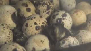 Coturnix Quail Eggs Hatching [upl. by Conlee457]