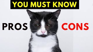 20 Surprising Pros and Cons of Tuxedo Cats [upl. by Wendel947]