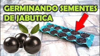 APRENDA A GERMINAR JABUTICABA  SIMPLES E PRÁTICO [upl. by Selene562]