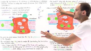 QCycle and Complex III of Electron Transport Chain [upl. by Rednijar]