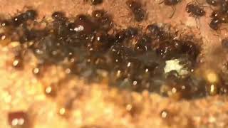 Acanthomyrmex glabfemoralis big colony doing well [upl. by Nniw]