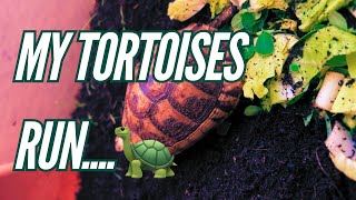 My tortoises run everytime they see me 😂 [upl. by Aivlys]