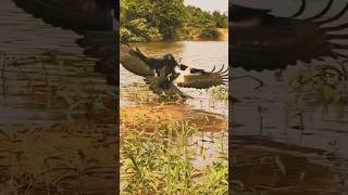 Bald Eagle vs Golden Eagle 🦅 eagle wildlifeshowdown wildlife shorts viral short animals yt [upl. by Ellyn904]