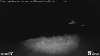 240907 Royal Albatross Cam  家長晚上回來餵食 A parent came back at night to feed TF chick [upl. by Debor]