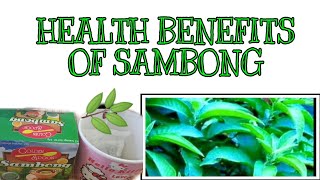 HEALTH BENEFITS OF SAMBONG  HEALTH BENEFITS OF SAMBONG TEA  HERBAL TEA  SAMBONG LEAVES WELLNESS [upl. by Tiffy]