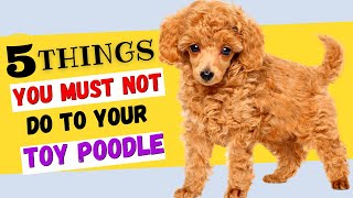 5 Things You Must NOT Do To Your Toy Poodle  All Toy Poodle Owners Must Watch [upl. by Peh]